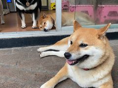 -柴犬高等学院·狗咖·柴犬售卖·宠物训练