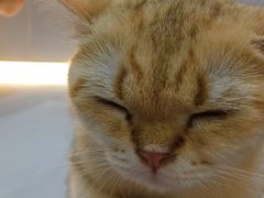 -COLOR PETS 撸猫馆·购猫·猫咖(长风大悦城店)