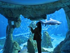 -海合安成都极地海洋公园