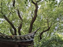 -惠山古镇·寄畅园