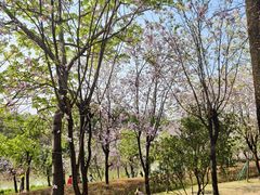-广东花都湖国家湿地公园