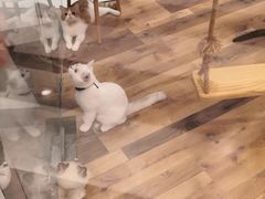 -袖虎·猫馆(体育西路店)