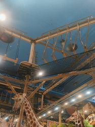 -卡通尼·Safari非洲探索乐园·生日会(金桥国际商业广场店)