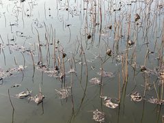 -石家庄市植物园