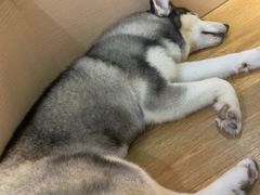 -Husky Go! 哈士奇体验馆·宠物咖啡厅狗咖