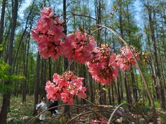 -上海共青森林公园