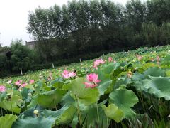 -渭南桃花源民俗文化园