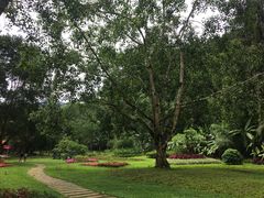 -莫里热带雨林景区