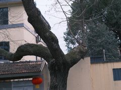 -颐和路民国时期公馆风貌区
