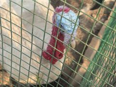 -大自然农场蔬菜草莓采摘园