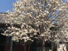 -戚继光故里