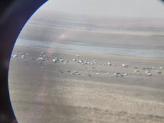 -盐城丹顶鹤湿地生态旅游区