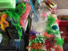 -双季花艺园艺市场(浦东店)