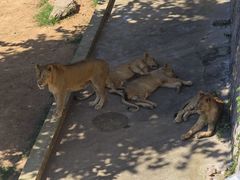 -西霞口神雕山野生动物世界