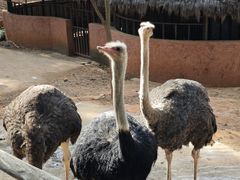 -云南野生动物园