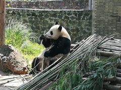 -都江堰中华大熊猫苑