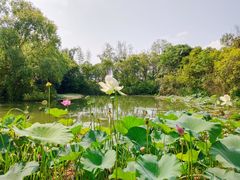 -泗洪洪泽湖湿地景区