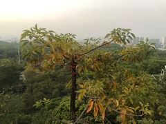 -聚龙山公园