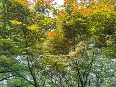 -杭州半山国家森林公园