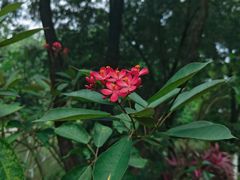 -广西壮族自治区药用植物园