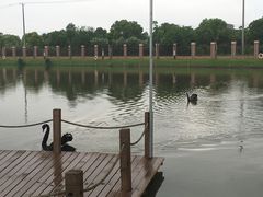 -明珠湖天鹅苑·农家菜馆