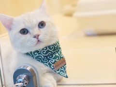 -momokira米努特·德文卷毛猫·棉花面纱犬