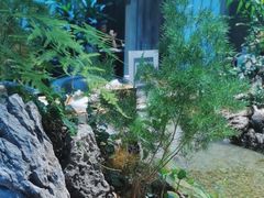 -森味薪火烧•烧鸟居酒屋•日本料理(望京店)