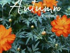 -花开海上生态园