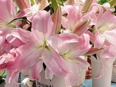 -桔梗花店·鲜花·礼品包装(天元店)