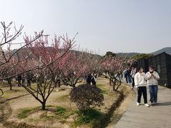 -香雪海