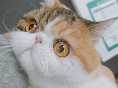-伟伟宠物医院·CT影像中心·瑞派犬猫综合性门诊(汉口总院)