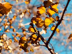 -千年银杏谷文化旅游区