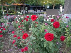 -大兴滨河森林公园