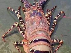 -花乐餐厅(涠洲岛店)