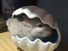 -藦茜花园宠物主题亲子互动体验馆(国顺东路店)