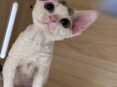 -momokira米努特·德文卷毛猫·棉花面纱犬