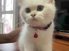 -momokira米努特·德文卷毛猫·棉花面纱犬