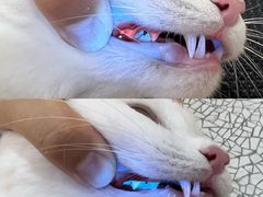 -momokira米努特·德文卷毛猫·棉花面纱犬