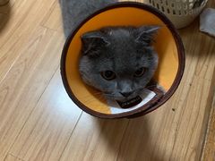-宠福鑫康馨动物医院·骨科·眼科