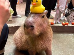 -正佳雨林生态植物园