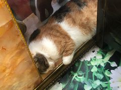 -郭记原生态烤羊腿(长宁路店)