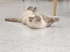 -喵园·猫主题咖啡厅·撸猫·猫咖(国贸店)