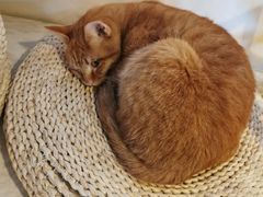 -Cappucimeow猫咪咖啡馆(韦伯时代店)