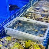 香港闺蜜来深直奔这里吃海鲜🦞性价比简直了！