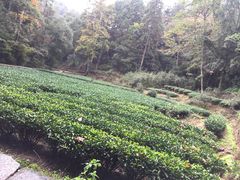 -武夷山风景名胜区-玉女峰