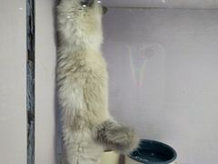 -喵的天空名猫咖啡馆·撸猫·猫舍·用品