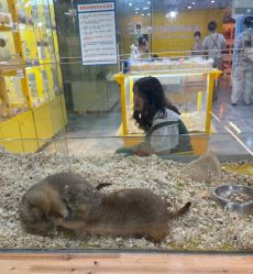 点击看大图 -神奇动物撸宠馆·羊驼·小浣熊·异宠(豫园店)