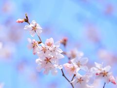 -高东镇樱花园