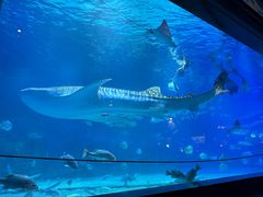 -烟台海昌鲸鲨海洋公园