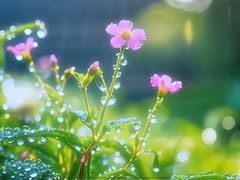 -回龙观体育文化公园